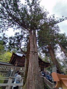 三峰神社 御神木